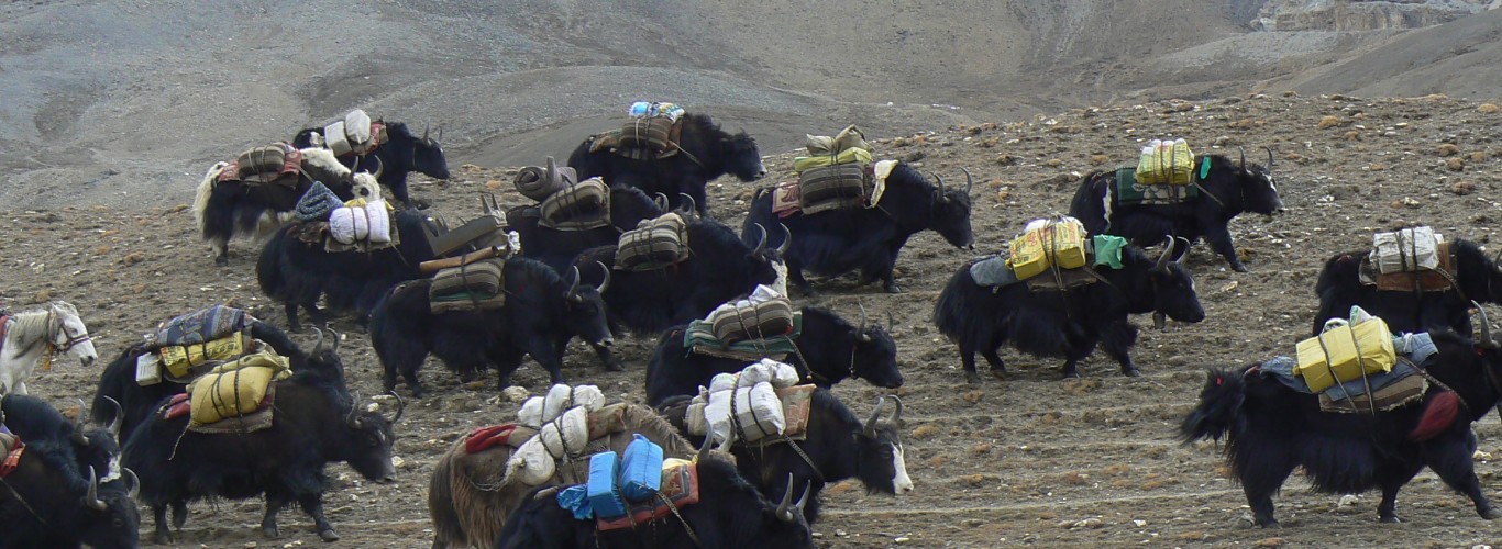 Upper Dolpo - Jomsom Trek