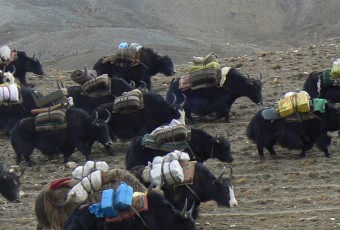 Upper Dolpo - Jomsom Trek